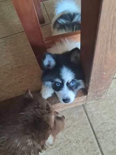 ANIMAIS DE ESTIMAÇÃO