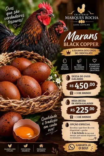 Ovos galados da raça Marans Black Copper