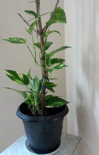 Planta jiboia 