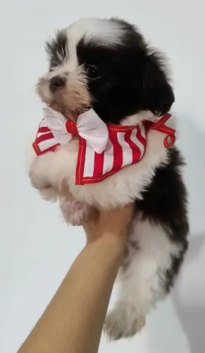 SHITZU MACHO DISPONIVEL