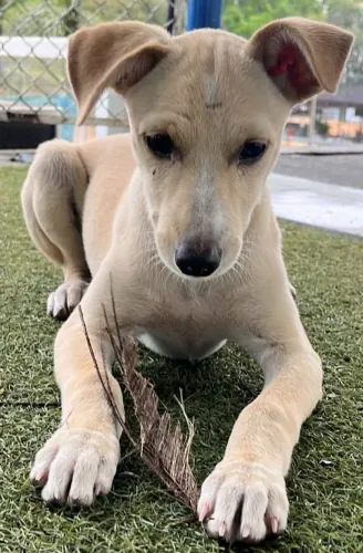 Para adoção, filhote cachorro fêmea, de Apucarana