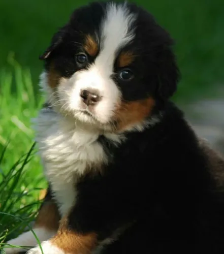 O Filhote de Bernese Mountain Dog Que Encanta Pela Doçura