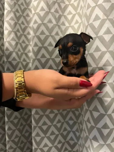 Pinscher macho Filhote