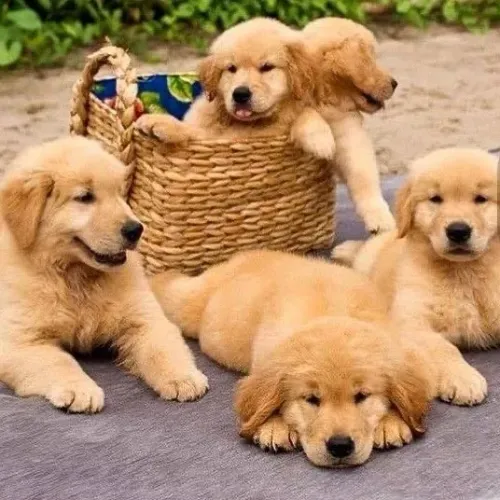 Filhotes de Golden Retriever do filme buddies