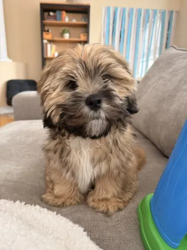 Lhasa Apso Que Surpreende Pelo Jeito Encantador