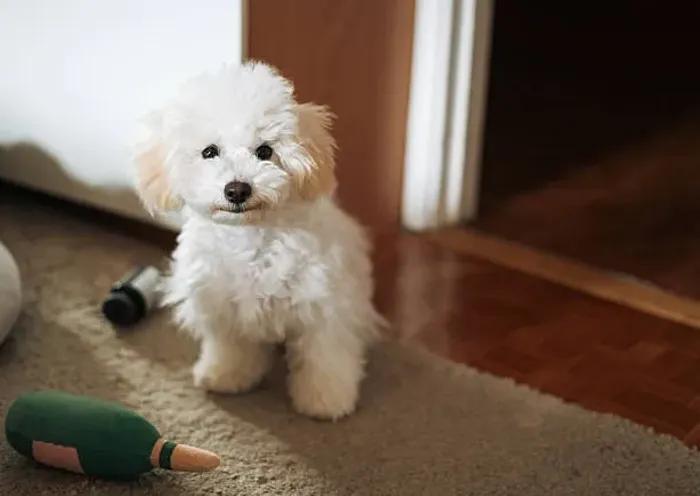 ? Poodle | Filhotes Fofos e Cheios de Personalidade