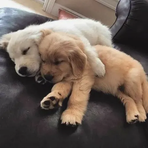 Filhote de Golden Retriever Com Muito Carinho Para Compartilhar