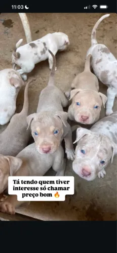 Pit monster barato