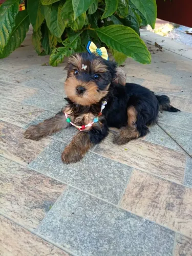 Yorkshire fêmea com pedigree, em 10x, entregamos