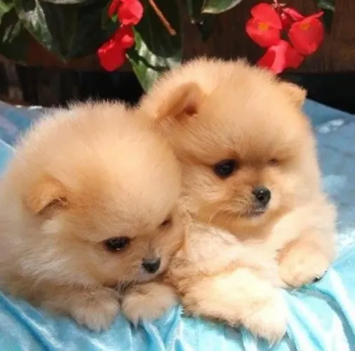 Lulu da Pomerania - O filhote dos seus sonhos está esperando por você