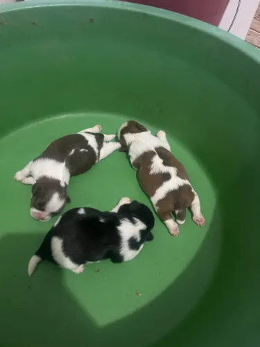 Shih tzu