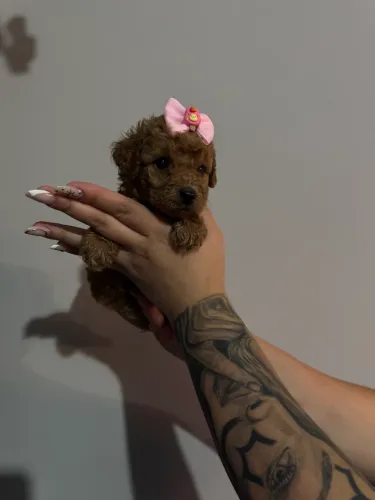 Filhotes da raça Poodle Toy