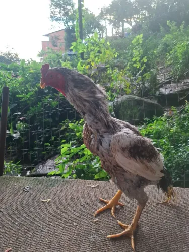 Casal de galo inglês