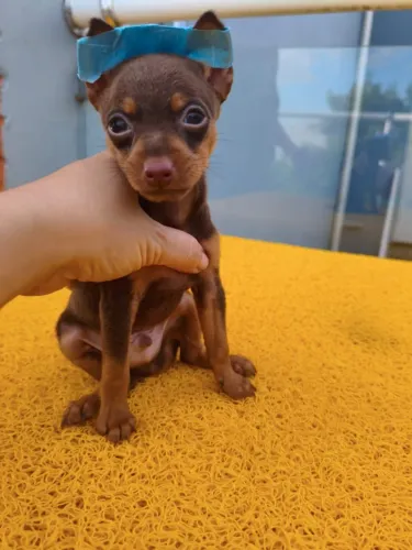 Filhote Pinscher 0 disponível em Americana