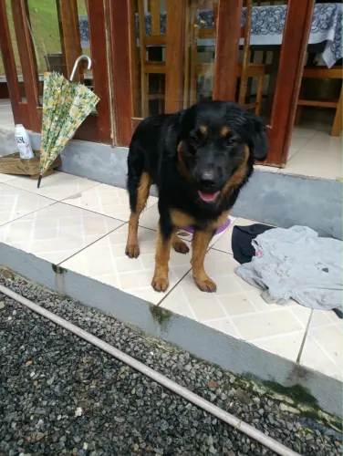 Doa-se cachorro