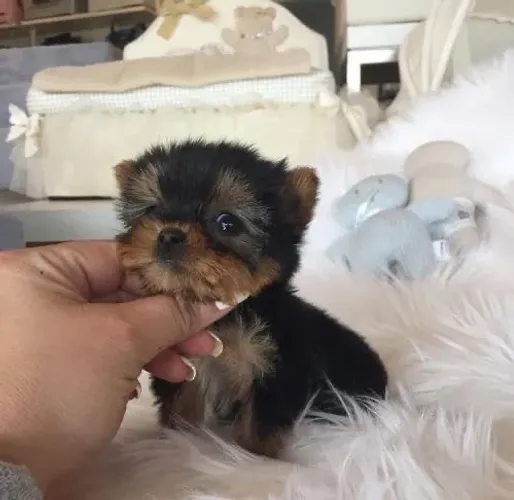 Yorkshire Terrier - O Presente Que Nenhuma Foto Explicar, Só Sentir