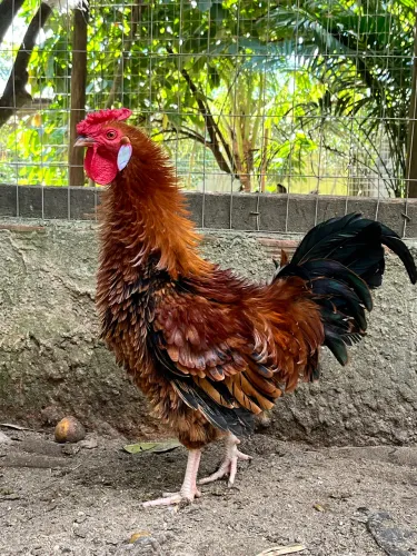 Galo frisado