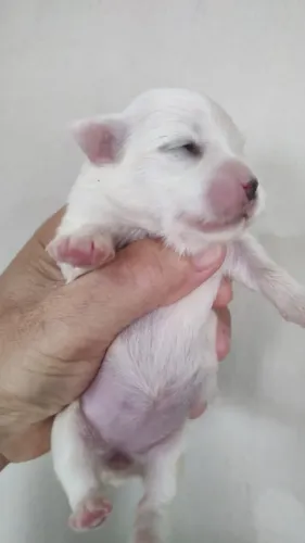 Maltês 