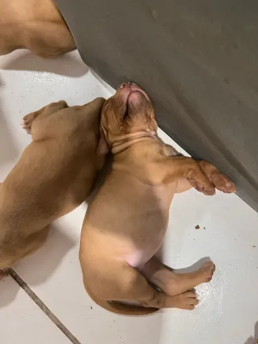 Filhotes de American Bully (Pai Standard x Mãe Pocket) - 