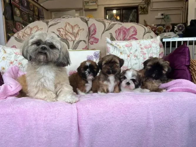 Filhotinhos shih tzu/shitzu pelagem densa de linhagem selecionada