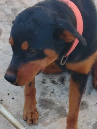 Doação rottweiler