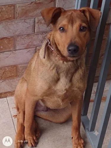 Doação Filhote Macho Caramelo Vacinado
