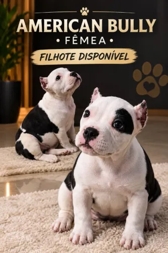 Filhote de ameranbuly poket fêmea 1.400