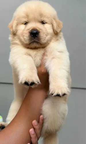 Filhotes de Golden Retriever Alto Padrão