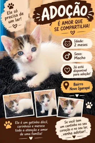 Doação de gato filhote macho 