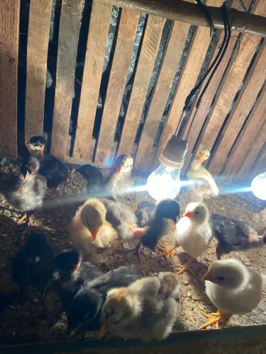 20 pintinhos 2 semanas 