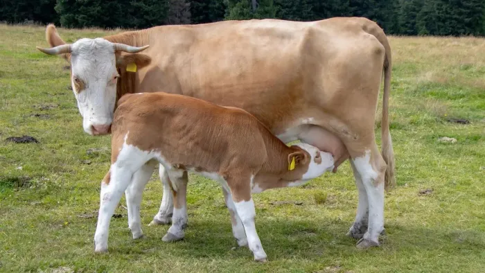 Vendo 10 mamotes e vacas, alugo pasto *