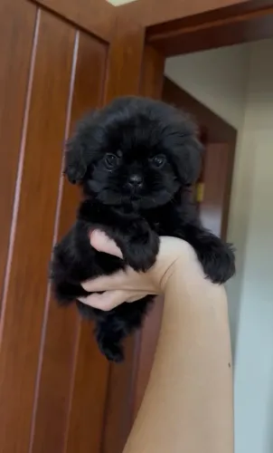 Shih tzu mini preto cor rara legítimo