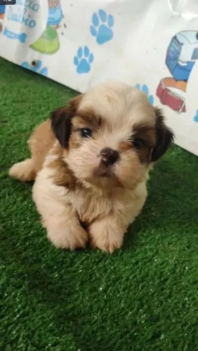 Shih Tzu canil família Danúbio 