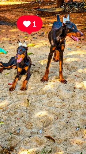 Filhotes fêmea de doberman 