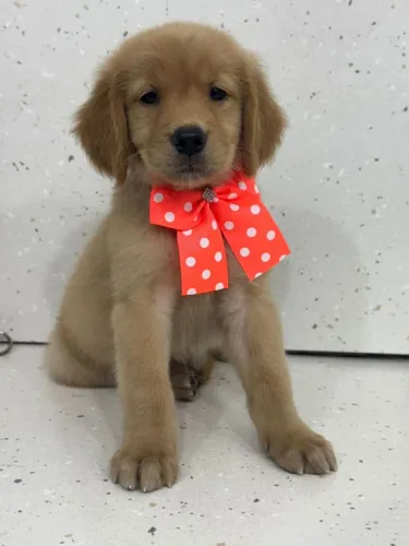 Golden Retriever - Vacinado e vermífugado.