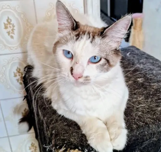 Gatinha branca carinhosa