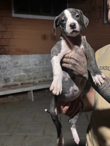 últimos filhotes OPORTUNIDADE DE OURO dogo argentino x pitbull