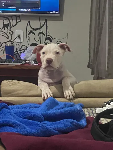 Pitbull American Bull tradicional puro uma dose da vacina pra virose quatro meses