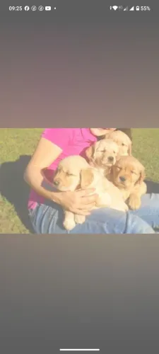 Golden Retriever