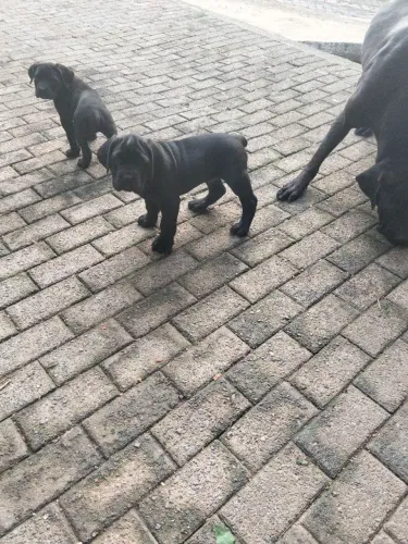 Cane Corso