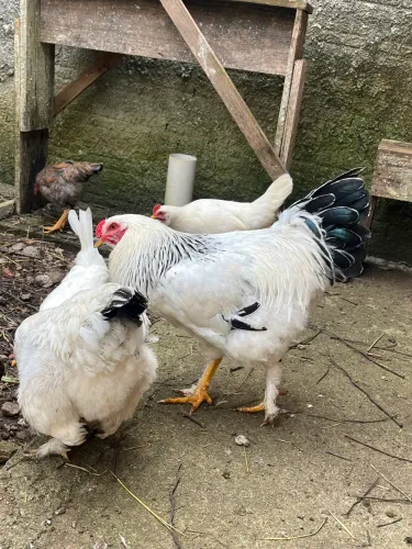 Galo Brahma
