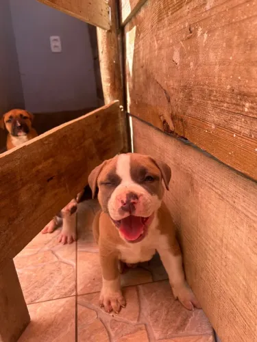 FILHOTES DE PITBULL