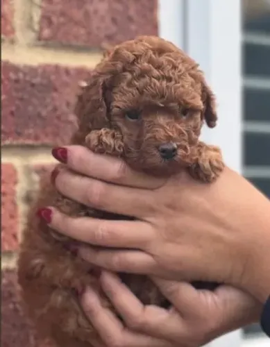 Poodle,Poodle Filhote Pronto Para Novo Lar