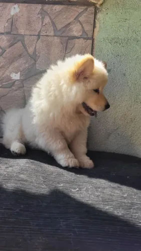 Filhote chow chow