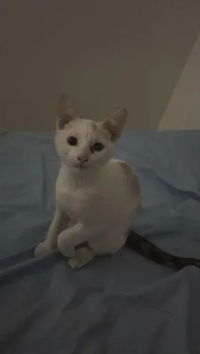 Doação de duas gatinhas