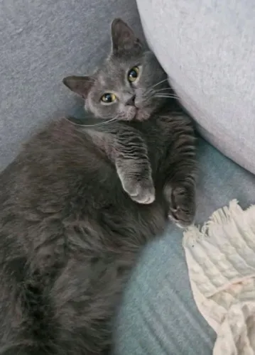 Munchkin 