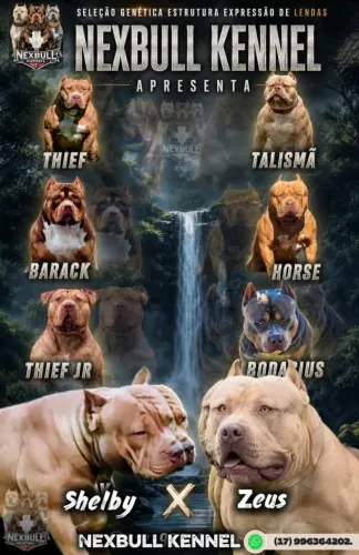 Filhotes de Pit monster (brasilian Bull)