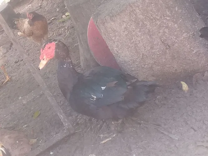 Vendo pato adulto grande