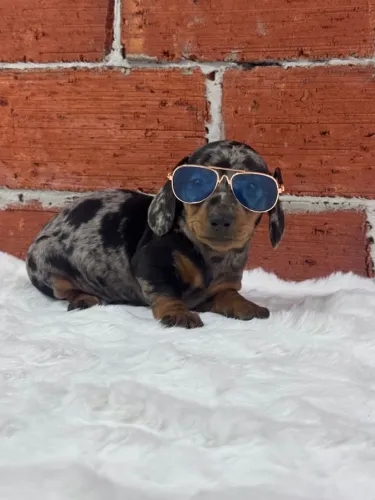 Filhote de Dachshund arlequim