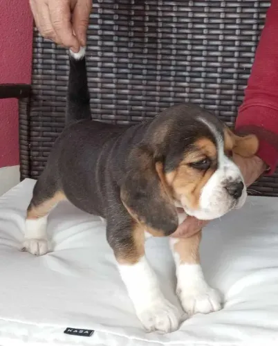 Beagle: Amigo para Todas as Horas, Pronto para Amar Você!